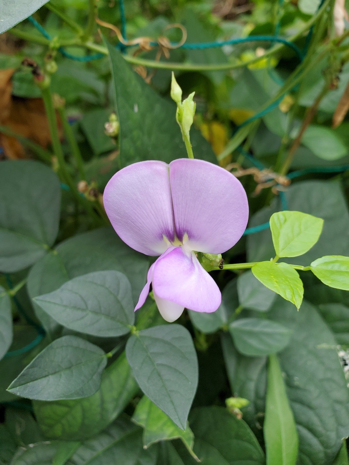 十六ささげの花 お話を聞く係のブログ